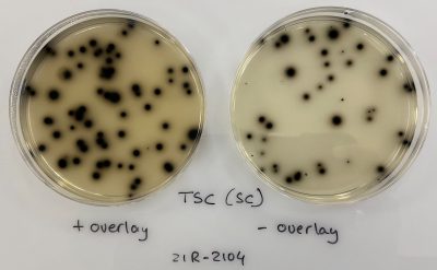 TSC (SC) agar with and without overlay
