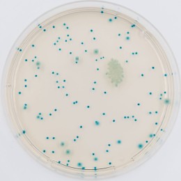 CRM-STEC on RAPID'E.coli 2 Medium