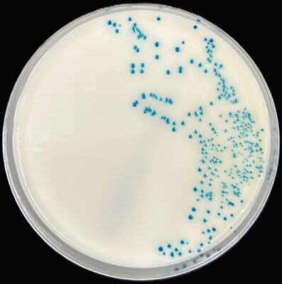 ESBL agar - Klebsiella pneumophila